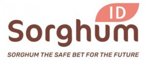 logo for Sorghum – International Development