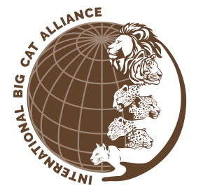 logo for International Big Cat Alliance