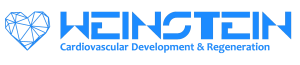 logo for Weinstein Cardiovascular Development and Regeneration Conference