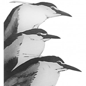logo for Waterbird Society