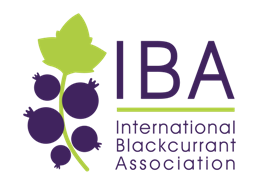 logo for International Blackcurrant Association