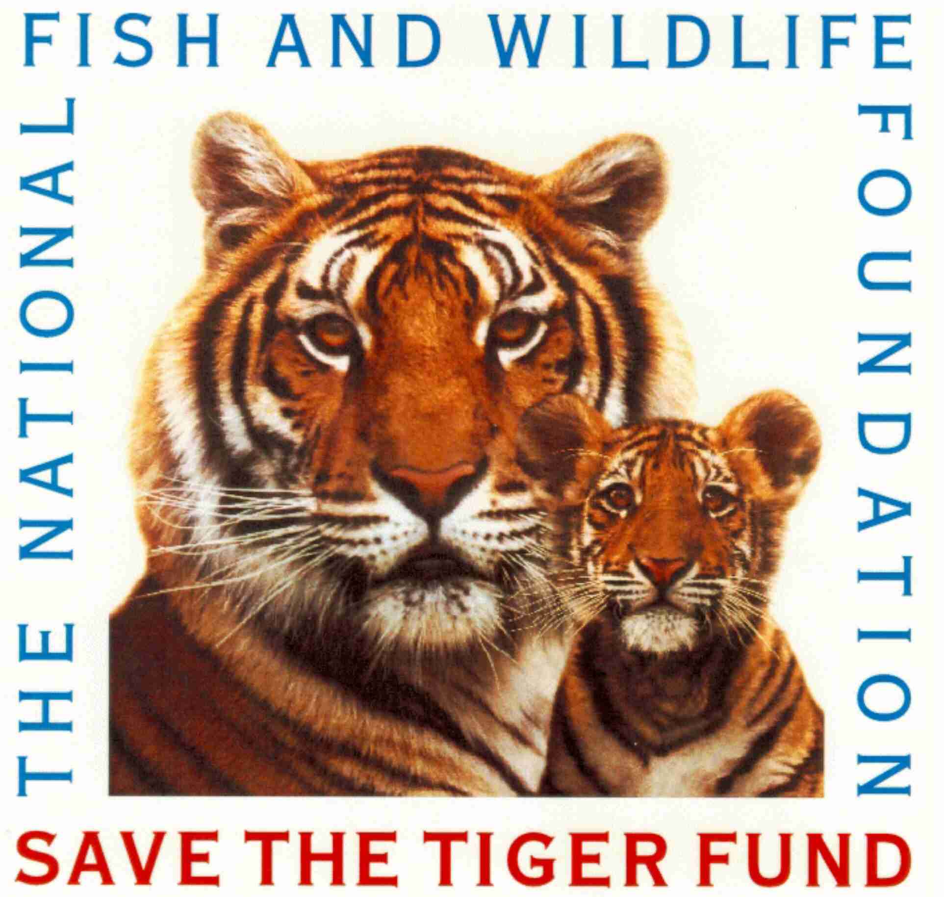 How DSWF is Protecting & Saving Tigers