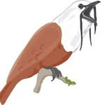 logo for Neotropical Birding and Conservation